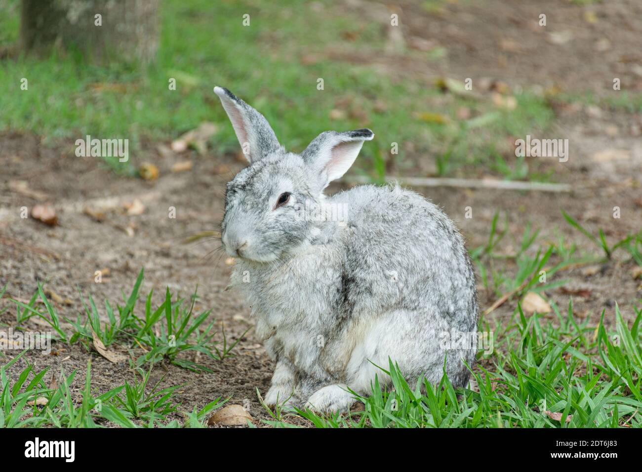 Coniglio grigio primo piano sul prato. Foto Stock