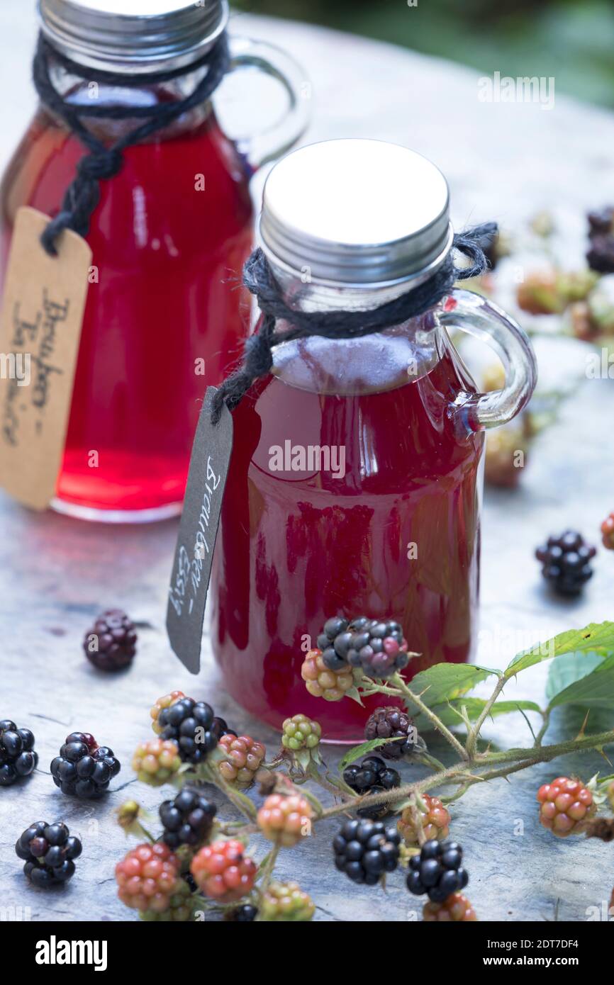 Arbusti blackberry (Rubus fruticosus), selfmade blackberry balsamico, Germania Foto Stock