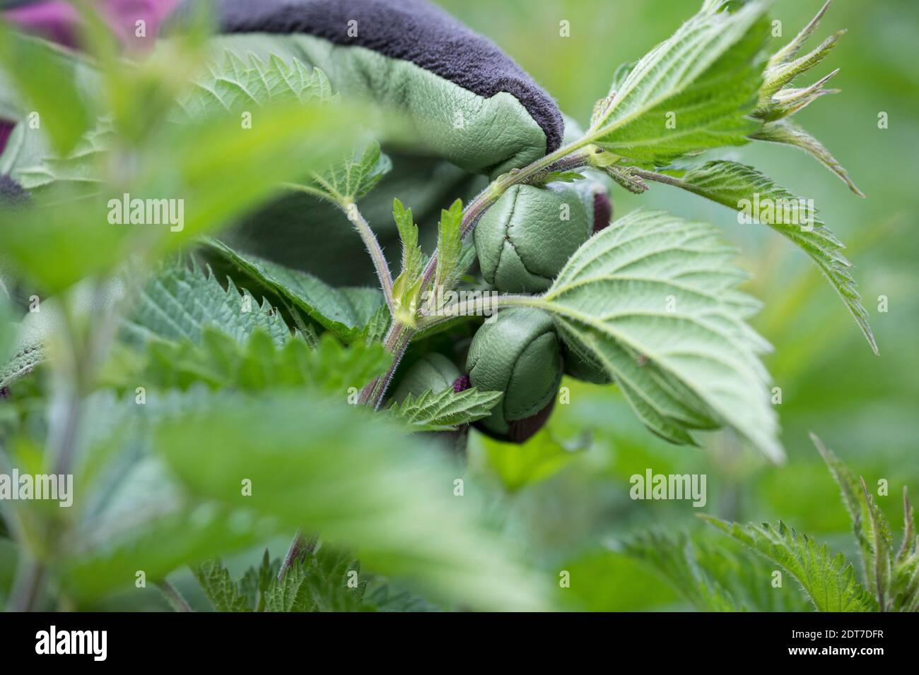 Ortica (Urtica dioica), ortica raccolto, nettle sono raccolti con guanti da giardino su, Germania Foto Stock