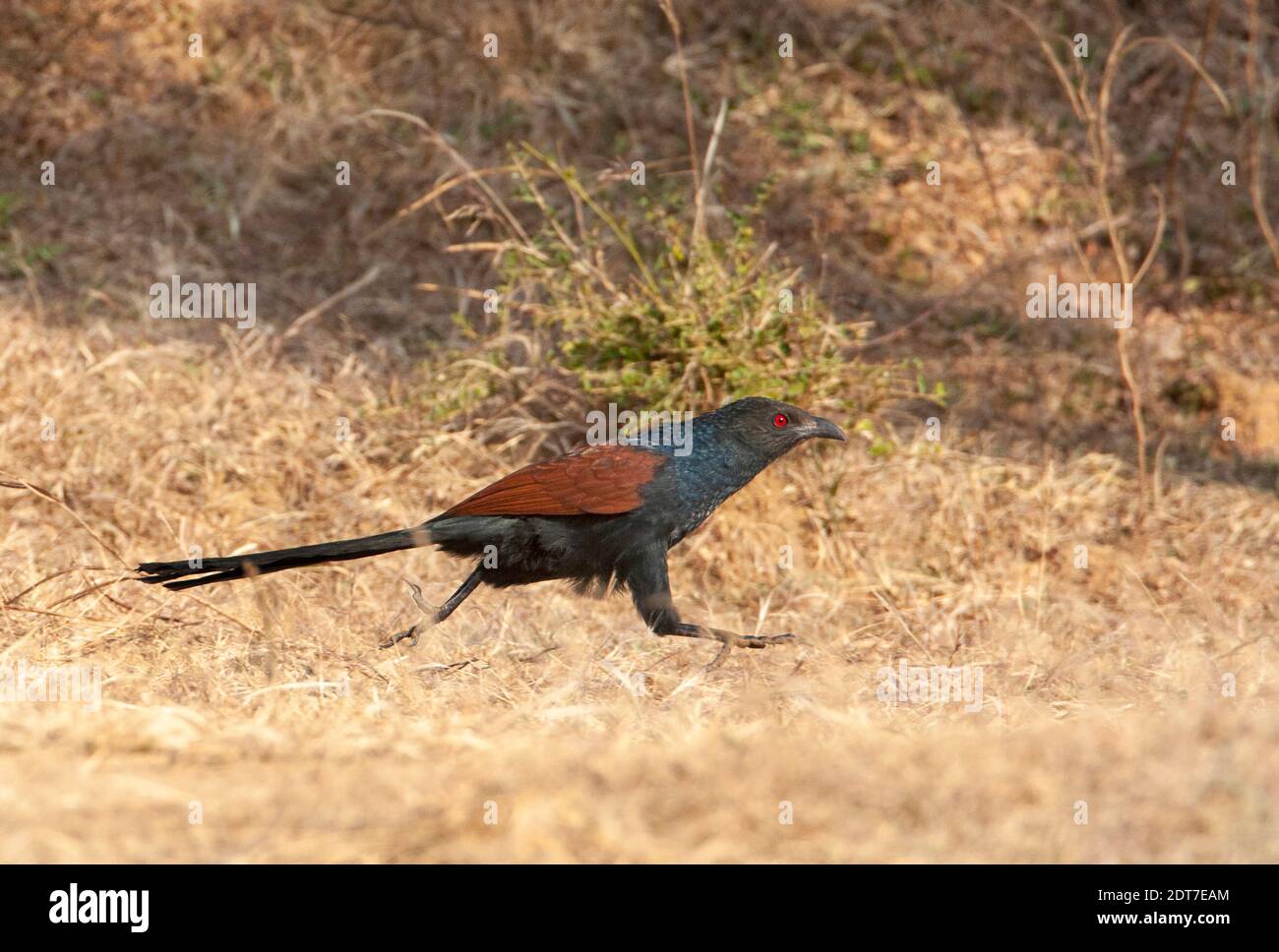 Corvo-fagiano comune, Coucal Grande (Centropus sinensis), che corre a terra, India, Madhya Pradesh, Parco Nazionale di Bandhavgarh Foto Stock