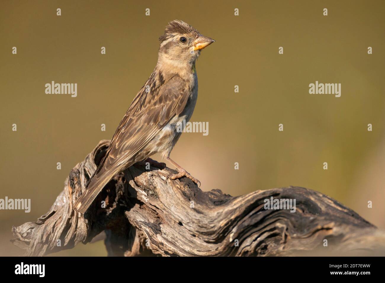 Passera rocciosa, roccia petronia (Passer petronia, Passer petronia petronia, Petronia), che pervade su un vecchio ramo morto, vista laterale, Spagna, Foto Stock