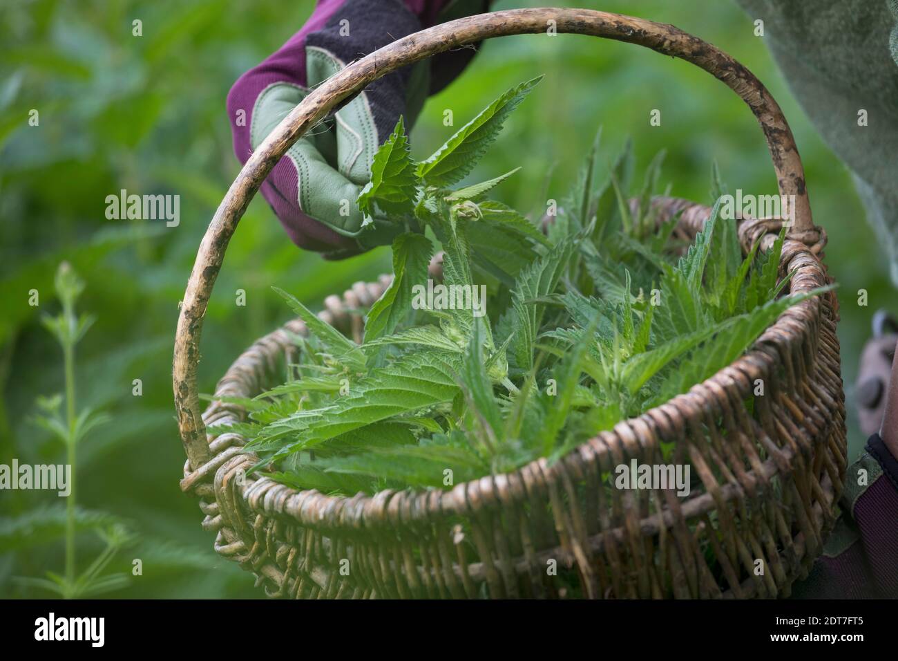 Ortica (Urtica dioica), ortica raccolto, nettle sono raccolti in un cesto con guanti da giardino su, Germania Foto Stock