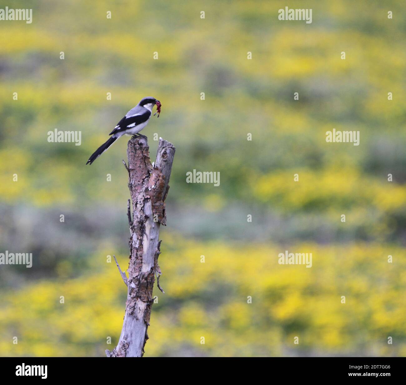 Giant Grey Shrike (Lanius giganteus), che perching con preda nel conto su una filiale, Cina, Tibet, altopiano tibetano Foto Stock