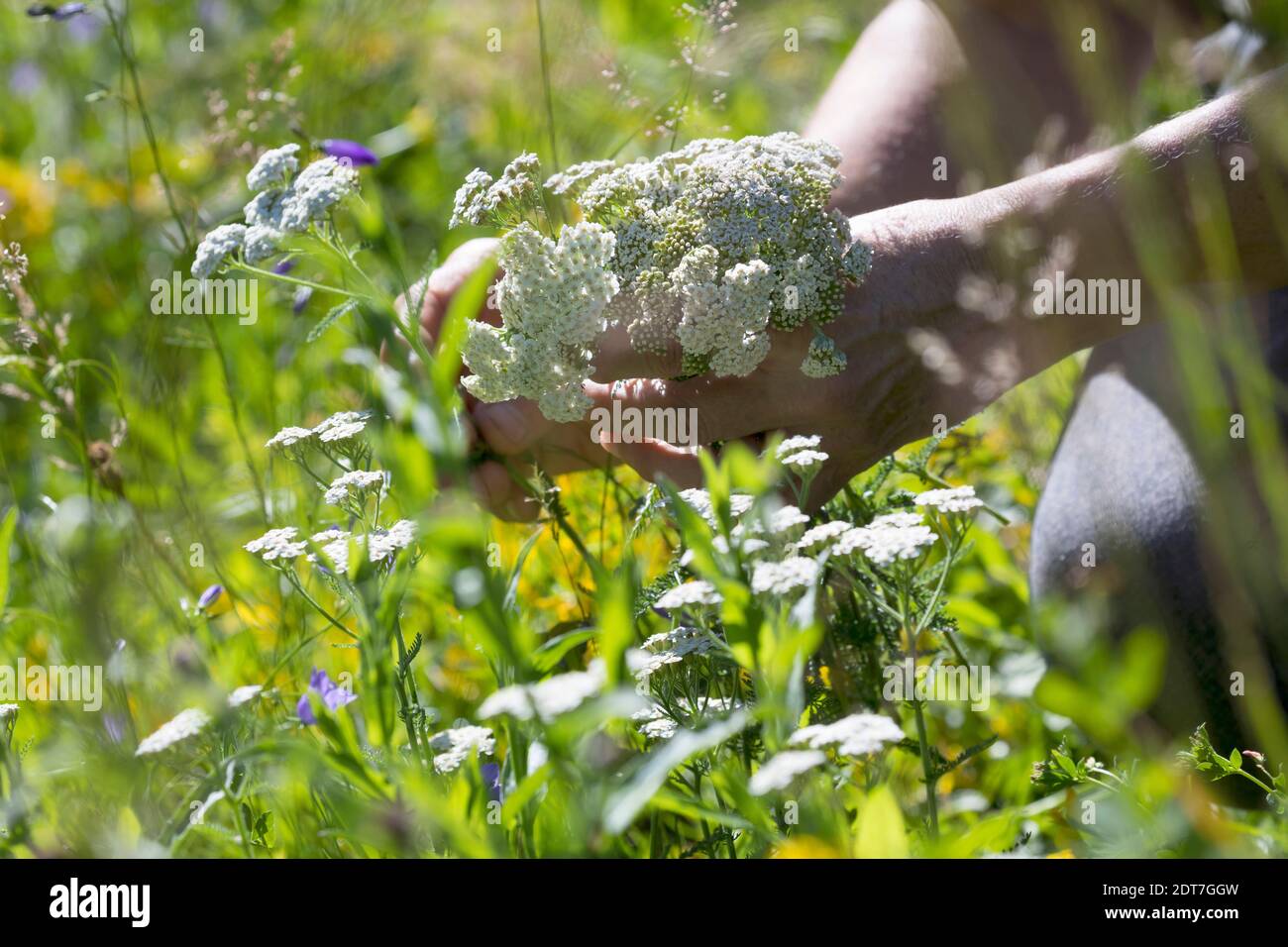 Yarrow comune, milfoil (Achillea millefolium), yarrow raccolto, yarrow fiorente è raccolto, Germania Foto Stock
