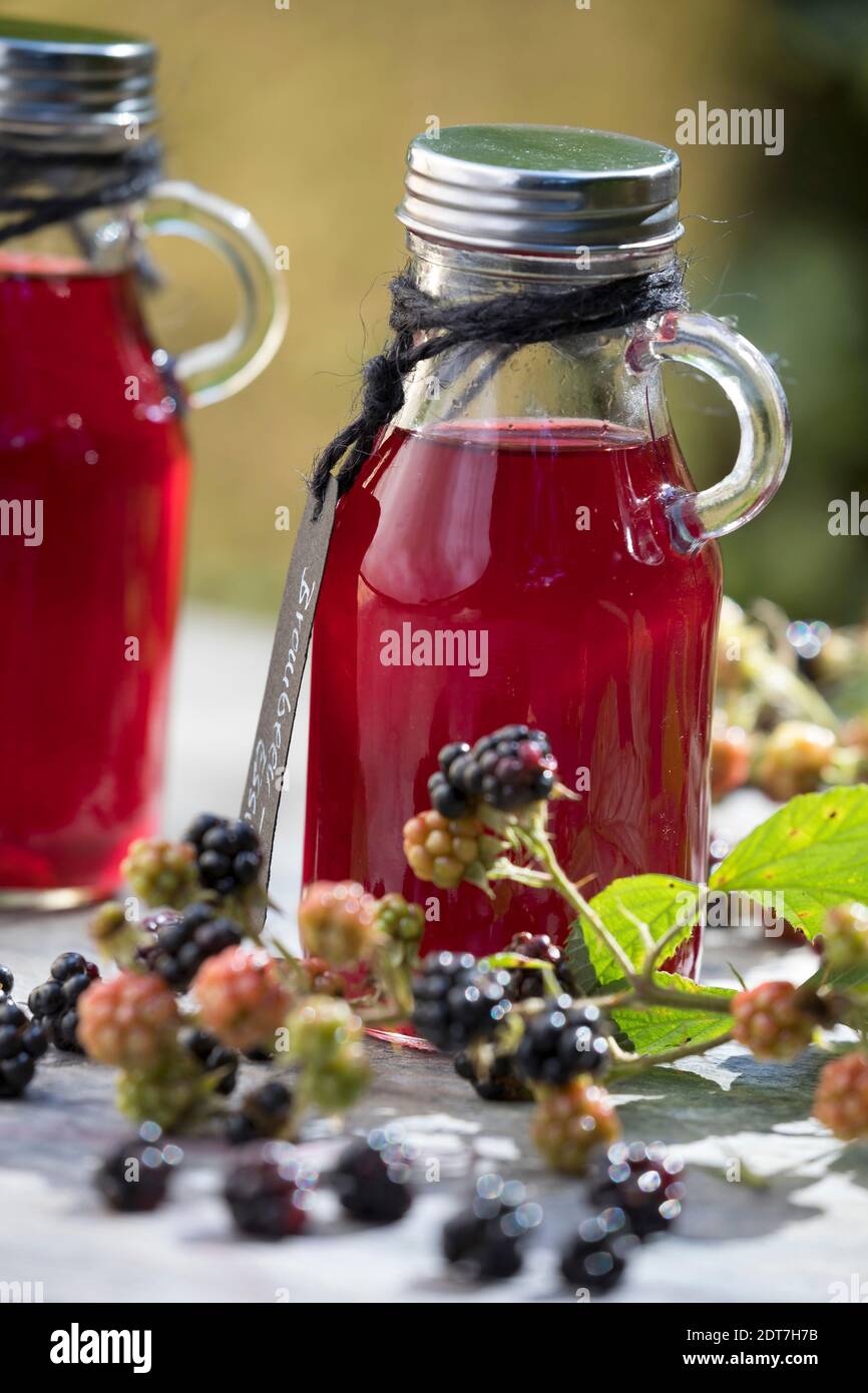 Arbusti blackberry (Rubus fruticosus), selfmade blackberry balsamico, Germania Foto Stock