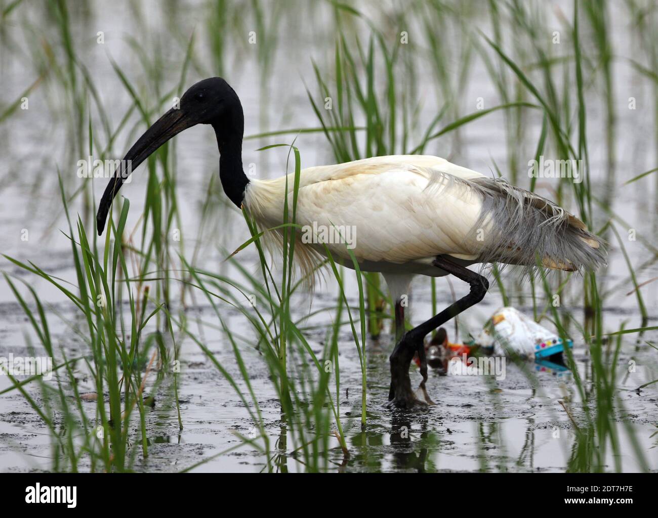 Oriental ibis, Oriental White ibis, Indian White ibis (Threskiornis melanocephalus), guado nelle acque poco profonde di un campo di riso, giacimenti di plastica Foto Stock