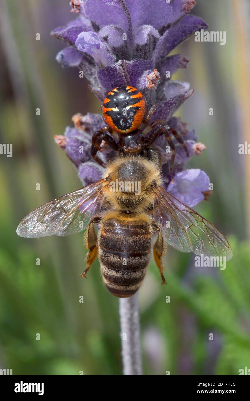 Crab Spider, ragno di Napoleone (Synema globosum, Synaema globosum), catturò un'ape su un fiore di lavanda, in Germania Foto Stock