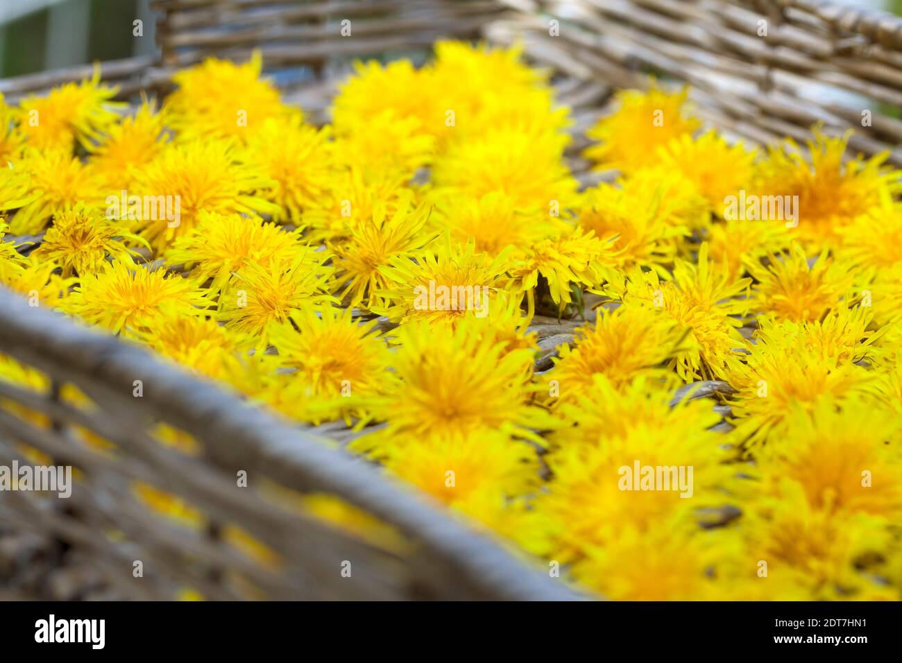 Dente di leone comune (Taraxacum officinale), fiori raccolti sono essiccati su una compressa, Germania Foto Stock