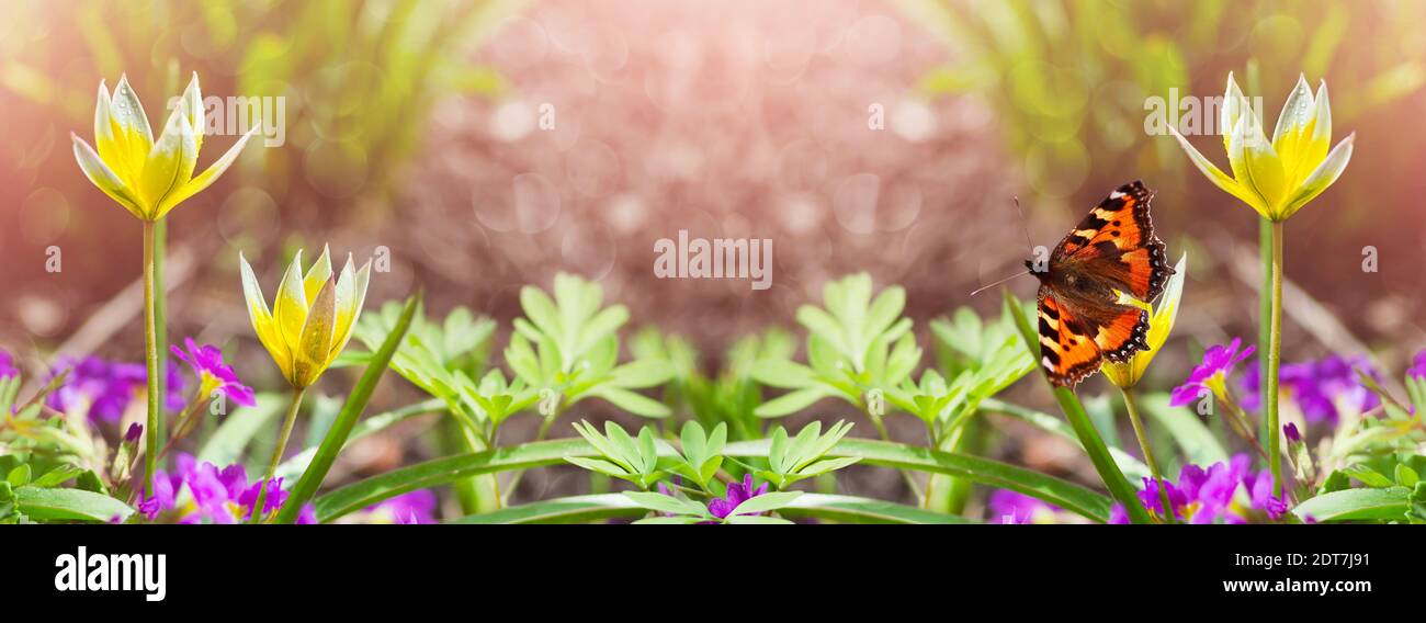 Sfondo widescreen sfocato di piccoli tulipani in luce rosa, farfalla su un fiore. Art design, banner a molla Foto Stock