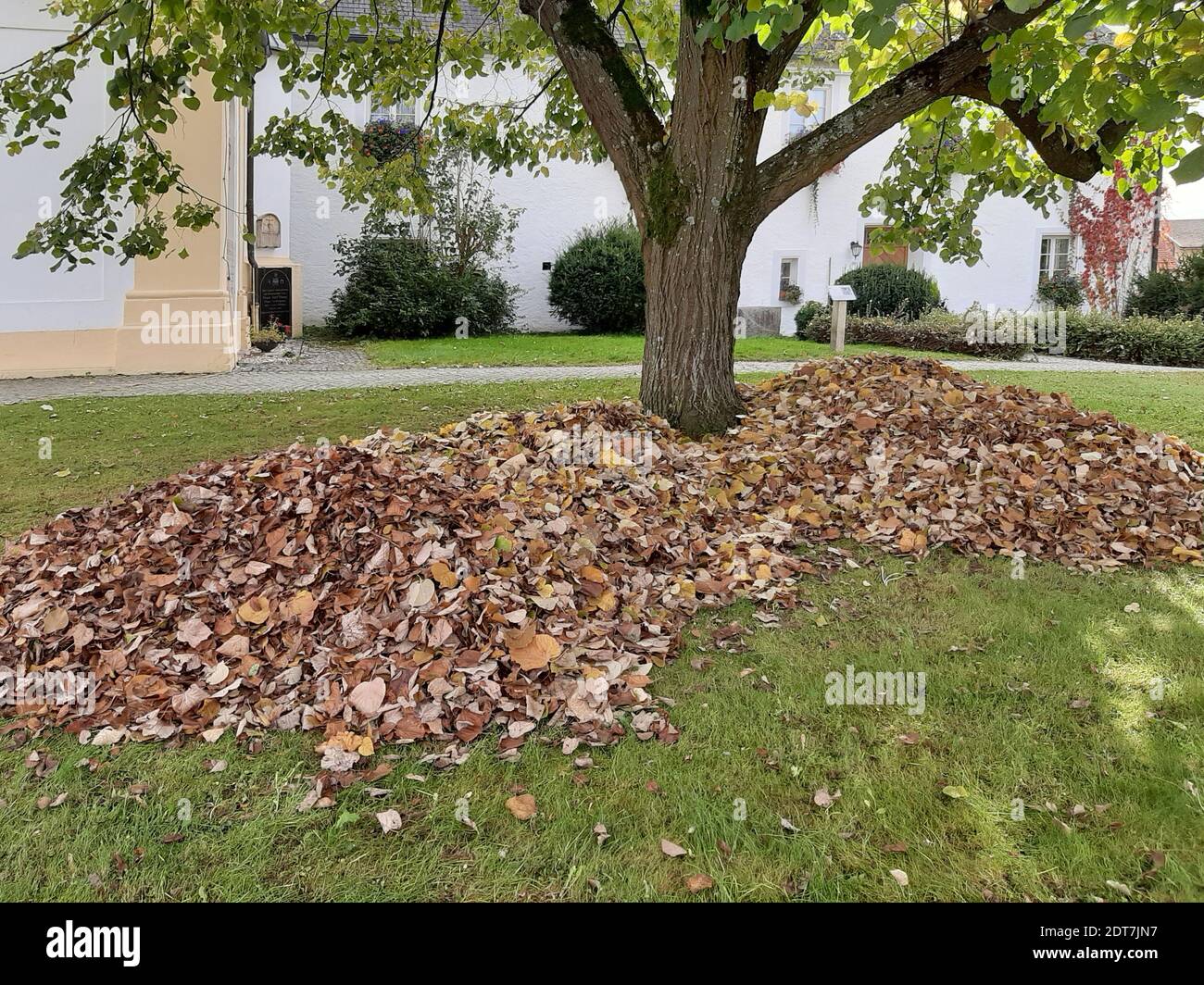 basswood, tiglio, tiglio (Tilia spec.), mucchio di foglie sotto una vecchia chiesa tiglio in autunno, Germania, Baviera, Niederbayern, bassa Baviera Foto Stock
