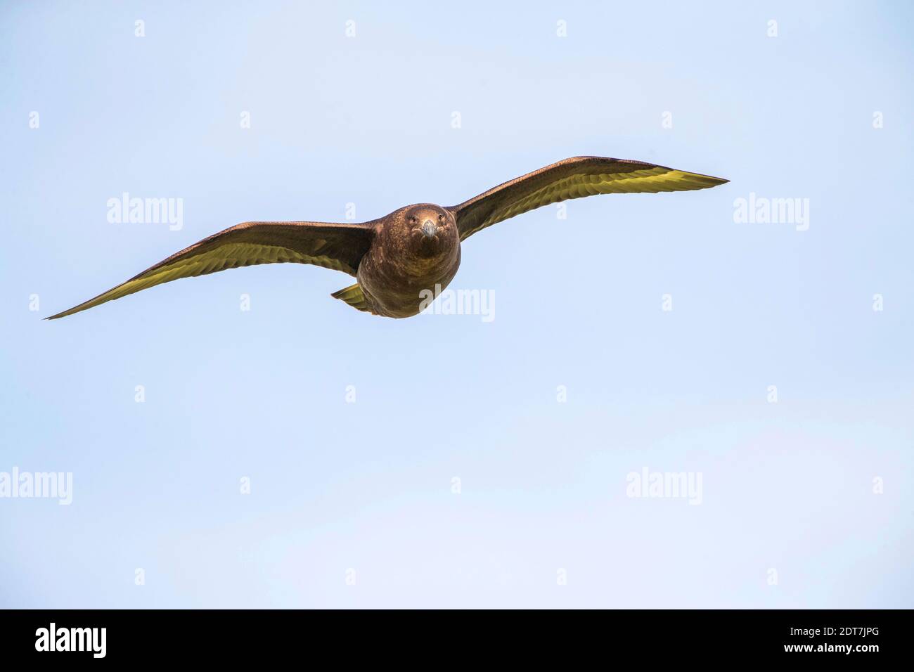 lonnberg's skua, Brown skua (Stercorarius antarcticus lonnbergi, Stercorarius lonnbergi), in volo, Nuova Zelanda, Isole di Auckland, Isola di Enderby Foto Stock