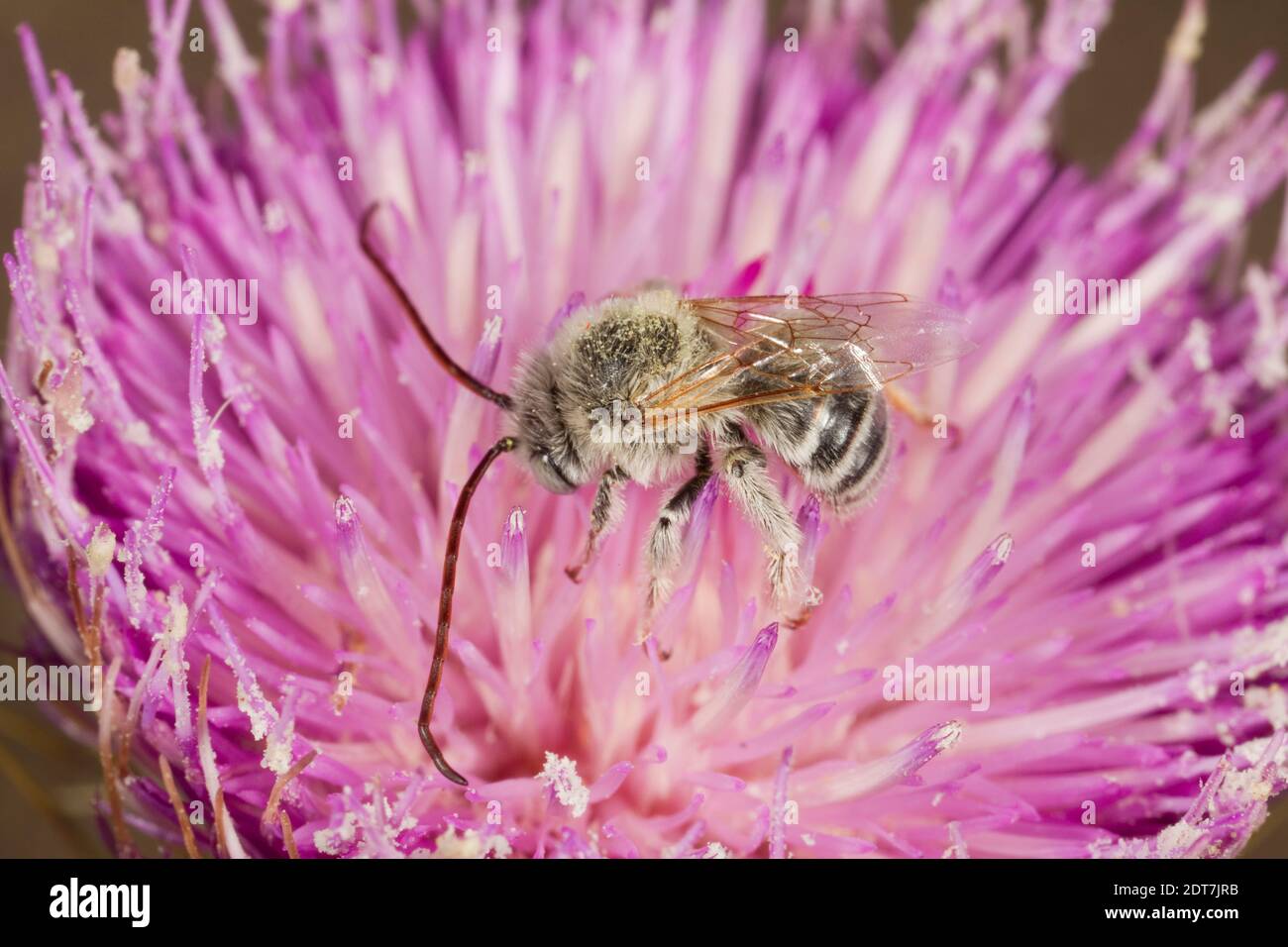Bee maschio con corna lunga, Melissodes tristis, Apidae. Lunghezza corpo 10 mm. Nectaring al thistle. Foto Stock