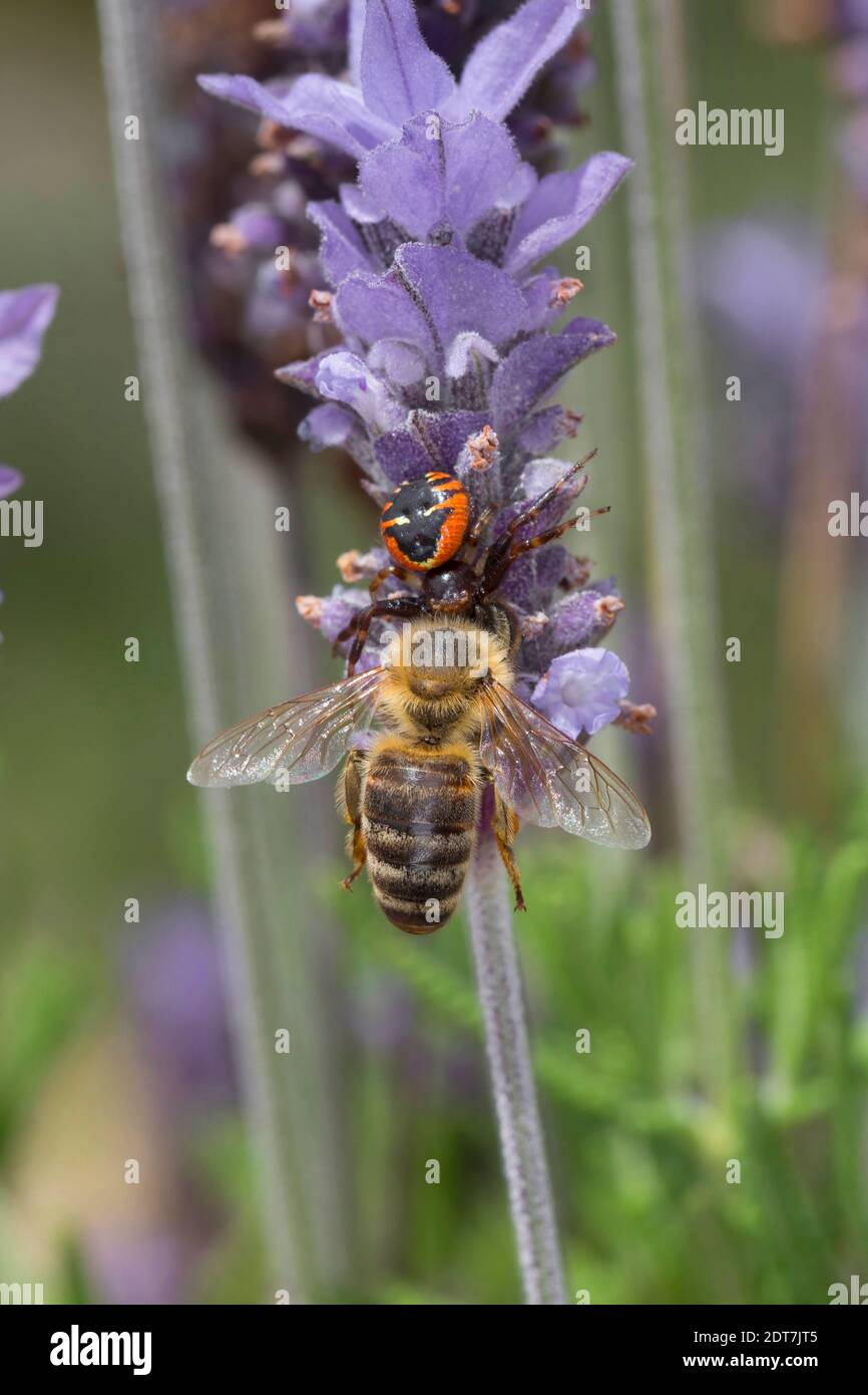 Crab Spider, ragno di Napoleone (Synema globosum, Synaema globosum), catturò un'ape su un fiore di lavanda, in Germania Foto Stock
