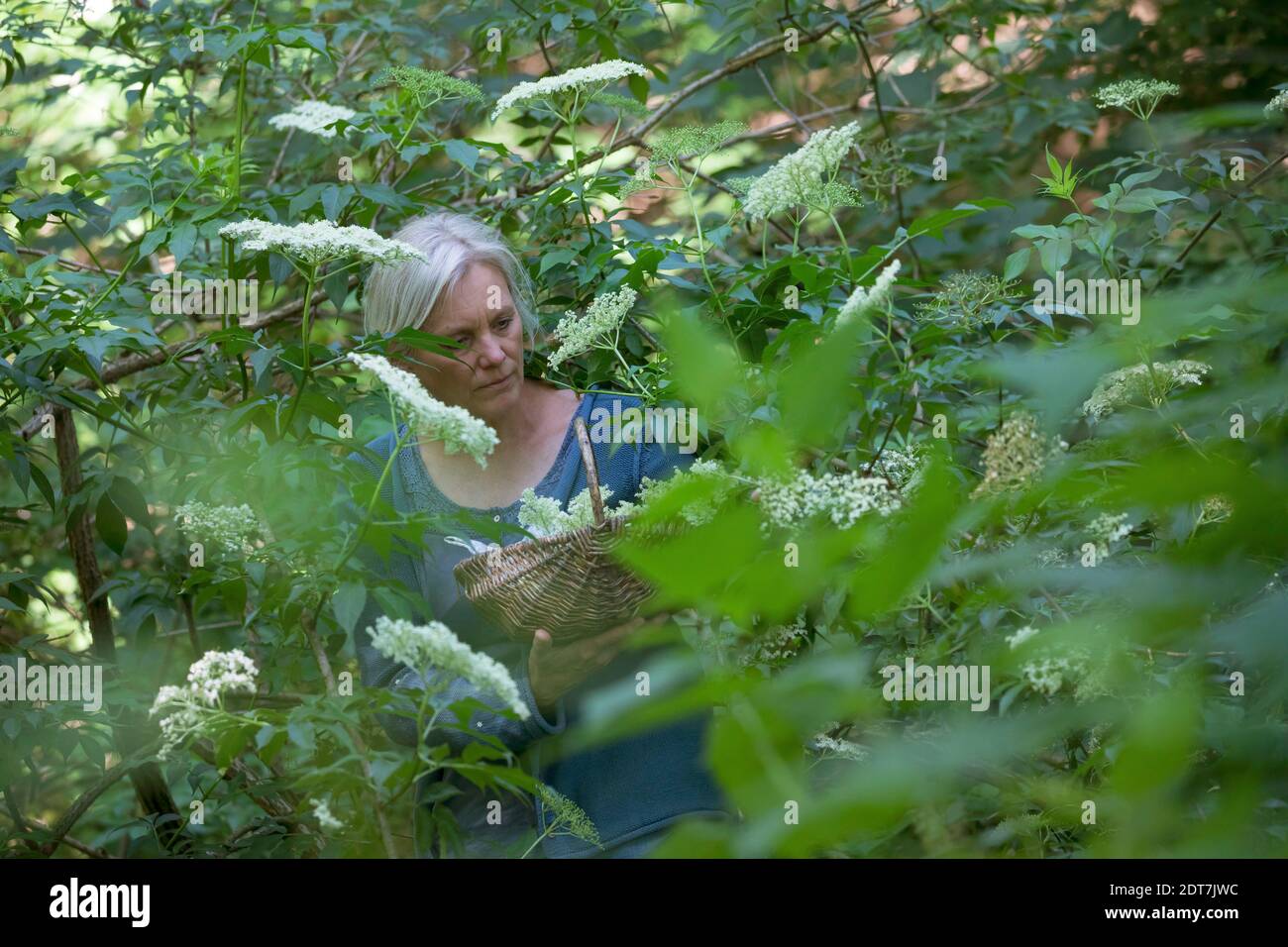 Anziano nero europeo, mirtillo, anziano comune (Sambucus nigra), raccolta di sambuco, donna che raccoglie i sambuco in un cesto, Germania Foto Stock