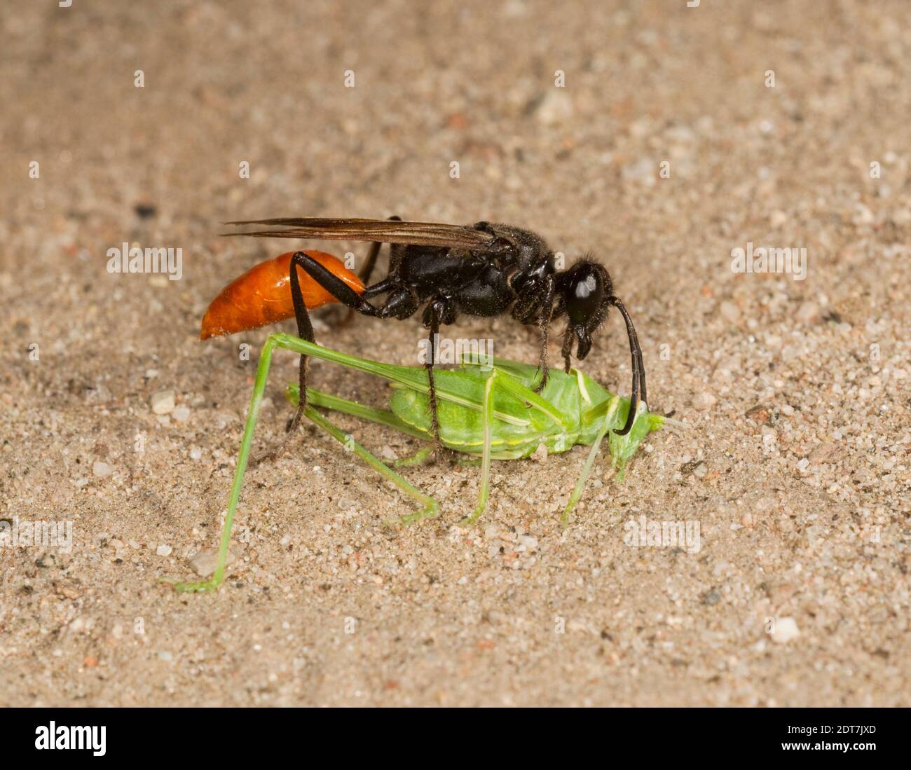 Sphecid Wasp femmina, Sphex lucae, Sphecidae. Con ninfa di katydid paralizzata. Foto Stock