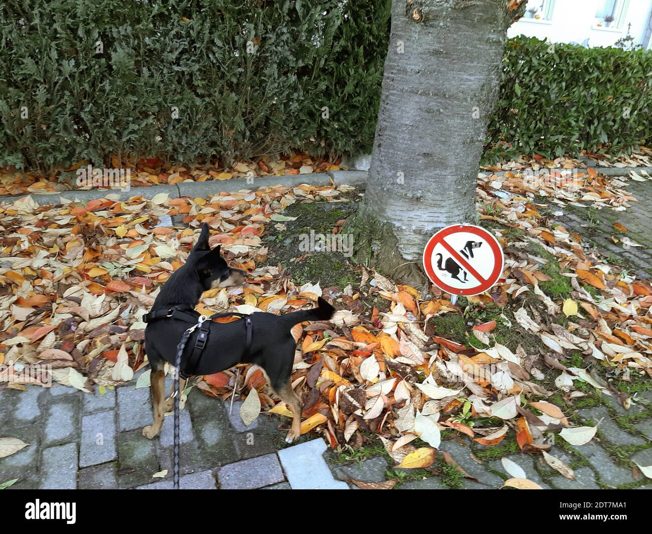 Cane domestico (Canis lupus F. familiaris), cane che guarda irritato al segno nessun cane wc qui su un albero sul marciapiede, Germania Foto Stock