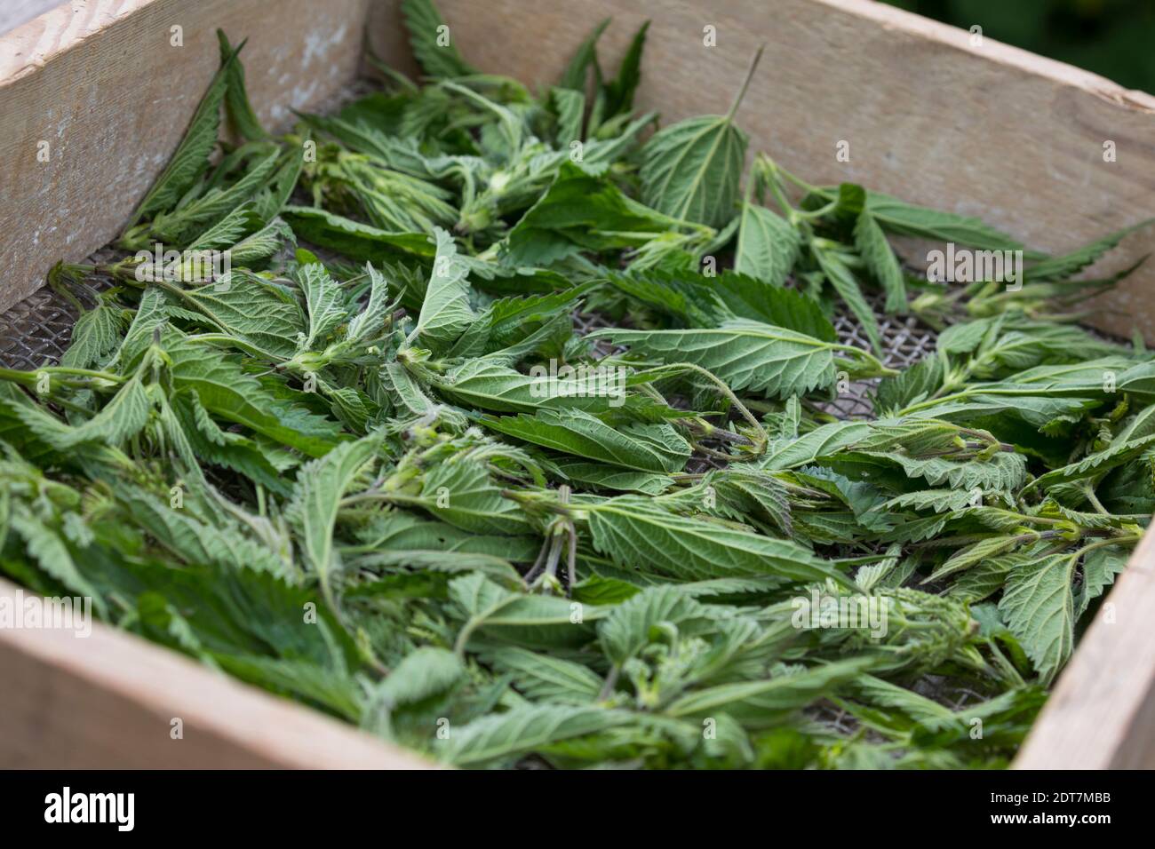 Ortica pungente (Urtica dioica), foglie di ortica pungente sono asciugate, Germania Foto Stock