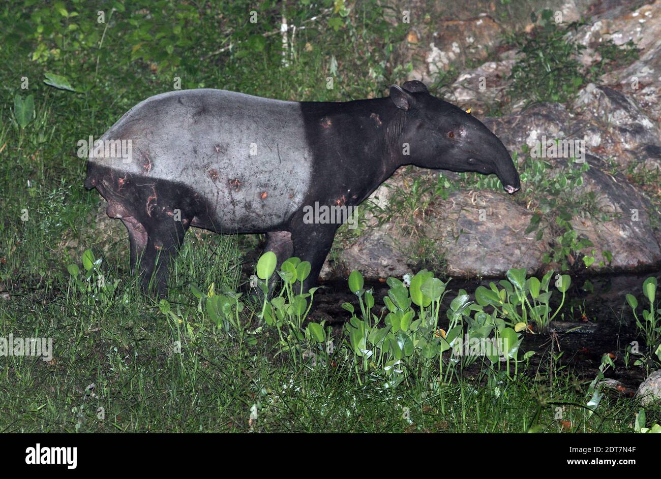 Tapiro asiatico, tapiro malese, tapiro della Sunda, tapiro asiatico, tapiro orientale, tapiro indiano (Tapirus indicus), tapiro maltrattato in un luogo d'acqua, vista laterale, Foto Stock