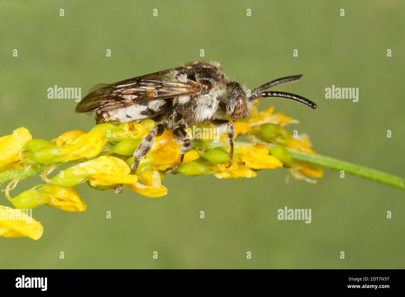 California Xeromeletta Bee maschio, Xeromeletta californica, Apidi. Lunghezza corpo 9 mm. Nectaring a Yellow Sweet Clover, Melilotus officinalis, Fabaceae. Foto Stock