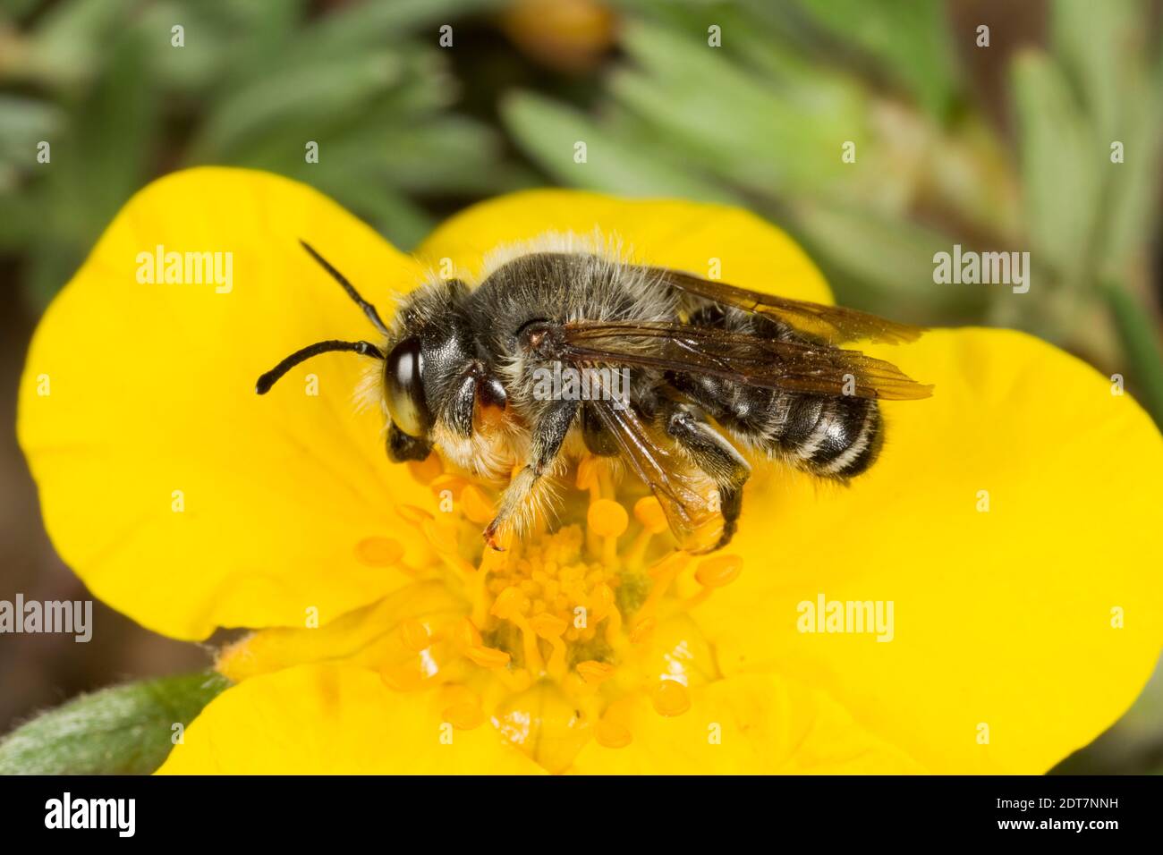 Frigid Leafcutter Bee maschio, Megachile frigida, Megachilidae. Lunghezza corpo 11 mm. Nectaring ad arbusti Cinqueboil, Potentilla frutticosa, Rosaceae. Foto Stock