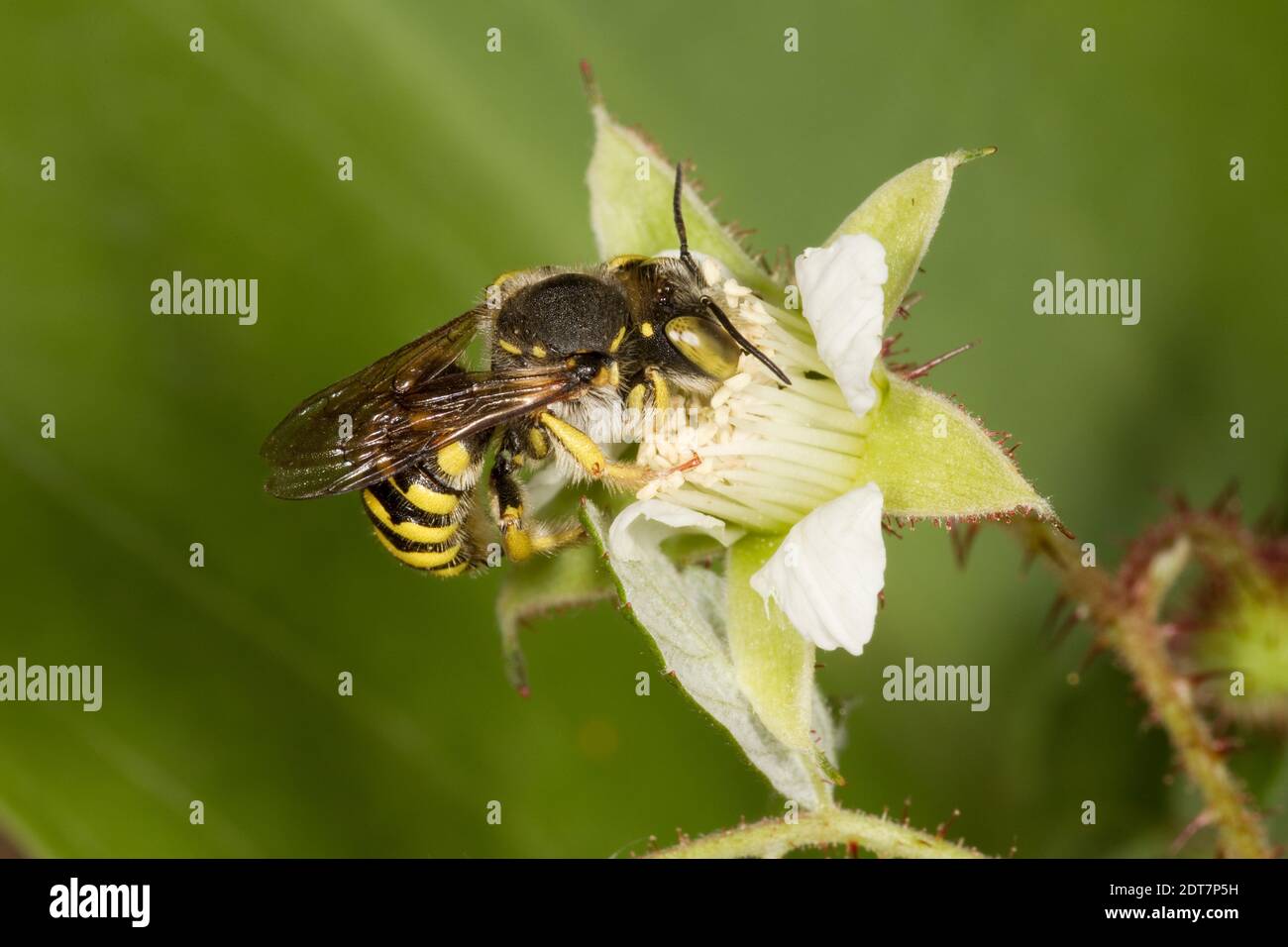 Wool-carder spot-fronted Bee maschio, Anthidium maculifrons, Megachilidae. Lunghezza corpo 10 mm. Nectaring a Red Raspberry, Robus Strigosus, Rosaceae. Foto Stock