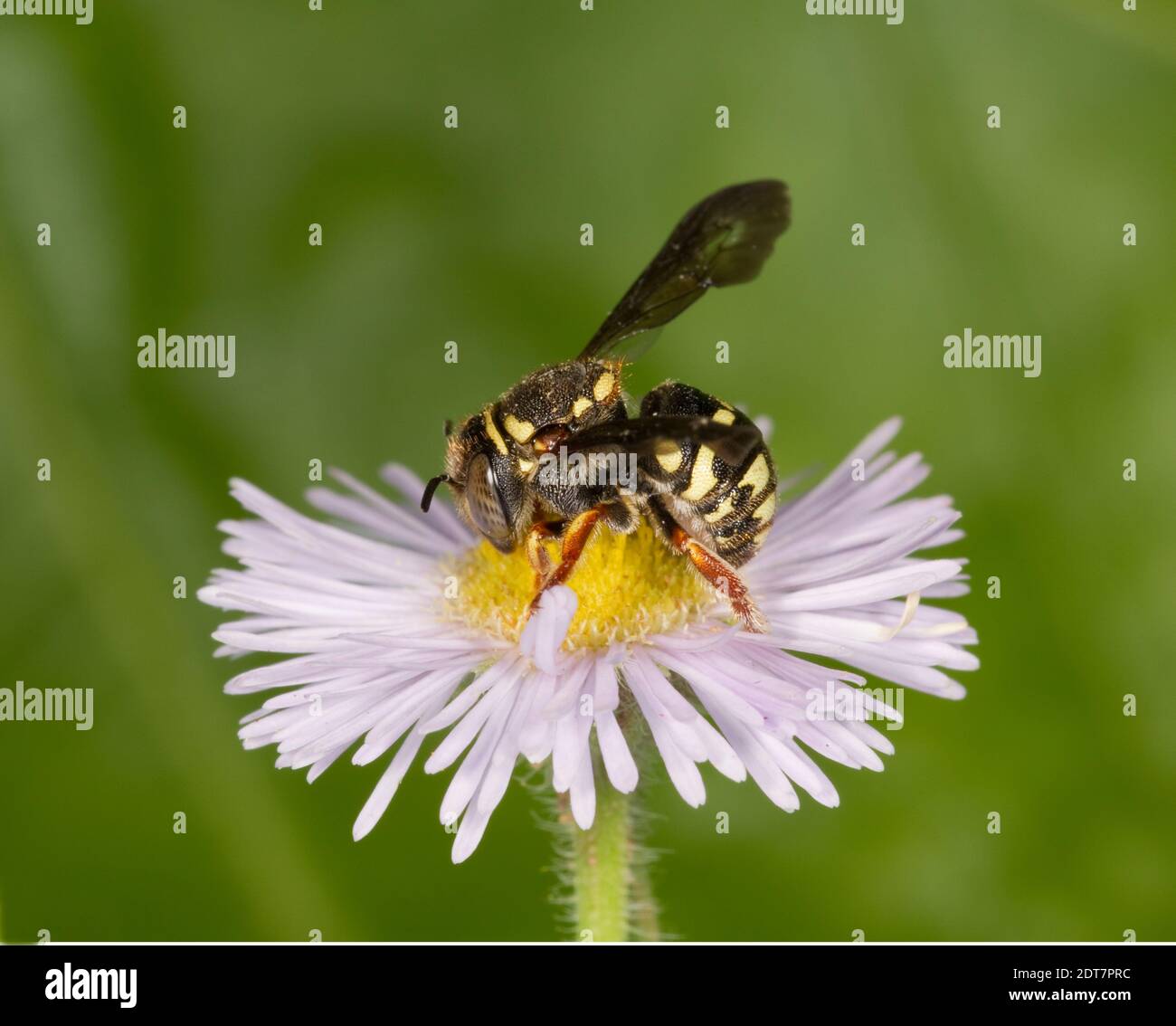 Borotondo-resina boreale femmina, Anthidiellum notatum, Megachilidae. Lunghezza corpo 7 mm. Fotografato su Erigeron sp., Asteraceae. Foto Stock