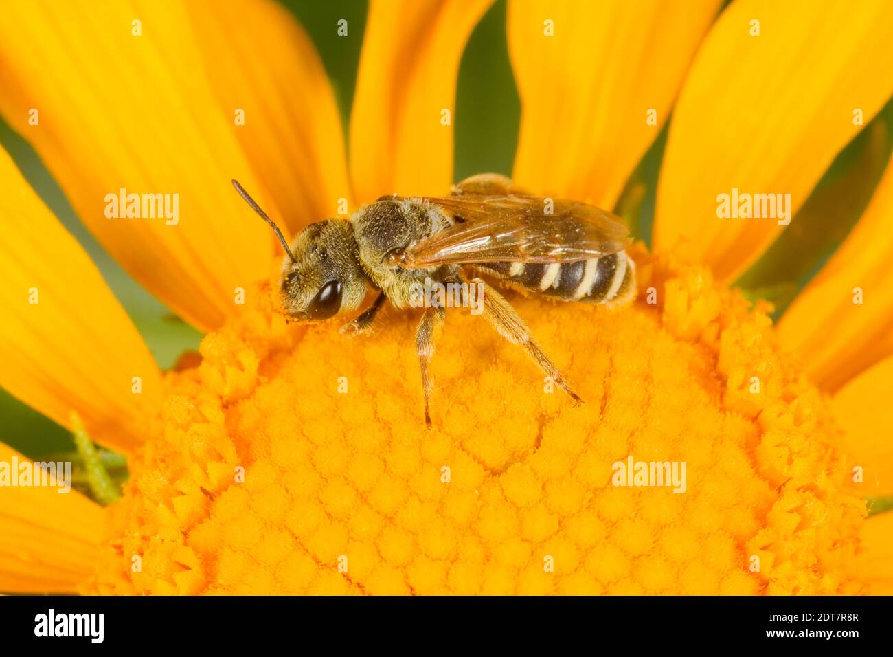 Solco ligato Bee, Halictus ligatus, Halictidae. Lunghezza corpo 9 mm. Nectaring all'astro. Foto Stock