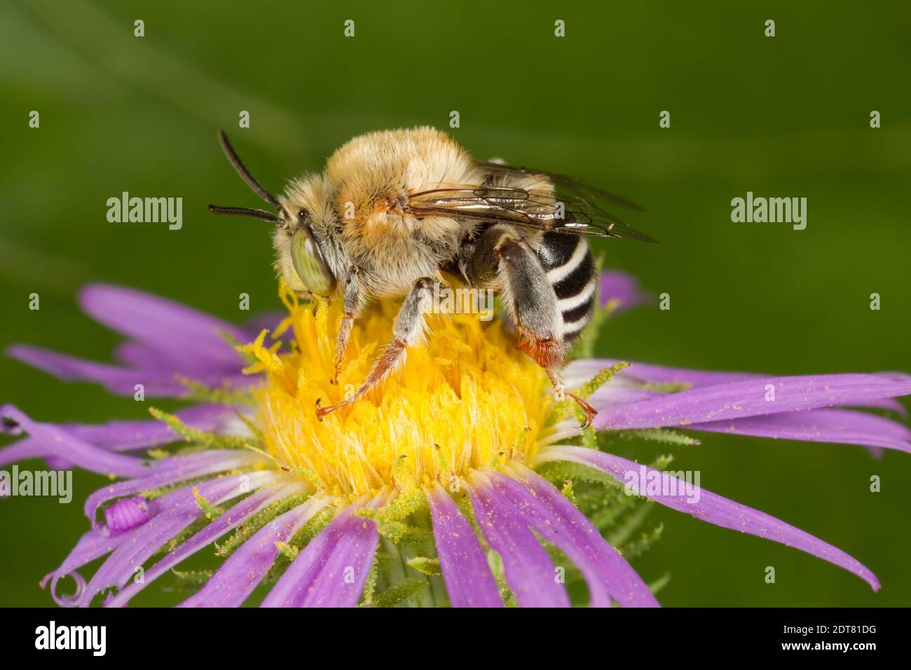 California Digger Bee maschio, Anthophora californica, Apidi. Lunghezza corpo 11 mm. Nectaring all'astro viola. Foto Stock