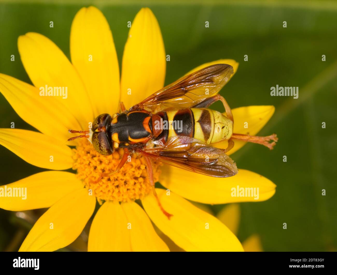 Syrphid Fly maschio, Spilomyia kahli, Syrphidae. Lunghezza corpo 16 mm. Nectaring all'astro. WASP mimica. Foto Stock
