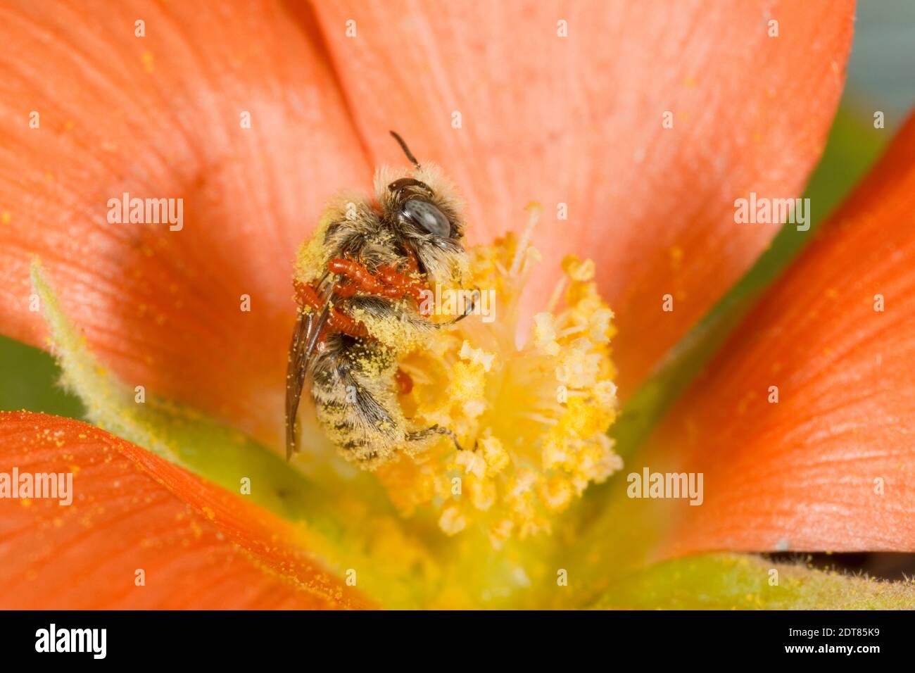Non identificato Chimney Bee maschio, Diadasia sp., Apidae. Lunghezza corpo 7 mm. Nectaring a Sphaeralcea sp., Malvaceae. Con 20 triunguline sul corpo. Foto Stock