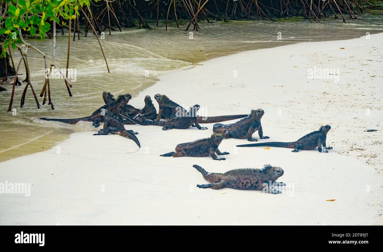 Galapagos Marine Iguana su Santa Cruz Galapagos, su una spiaggia sabbiosa dopo il nuoto nell'oceano. Foto Stock