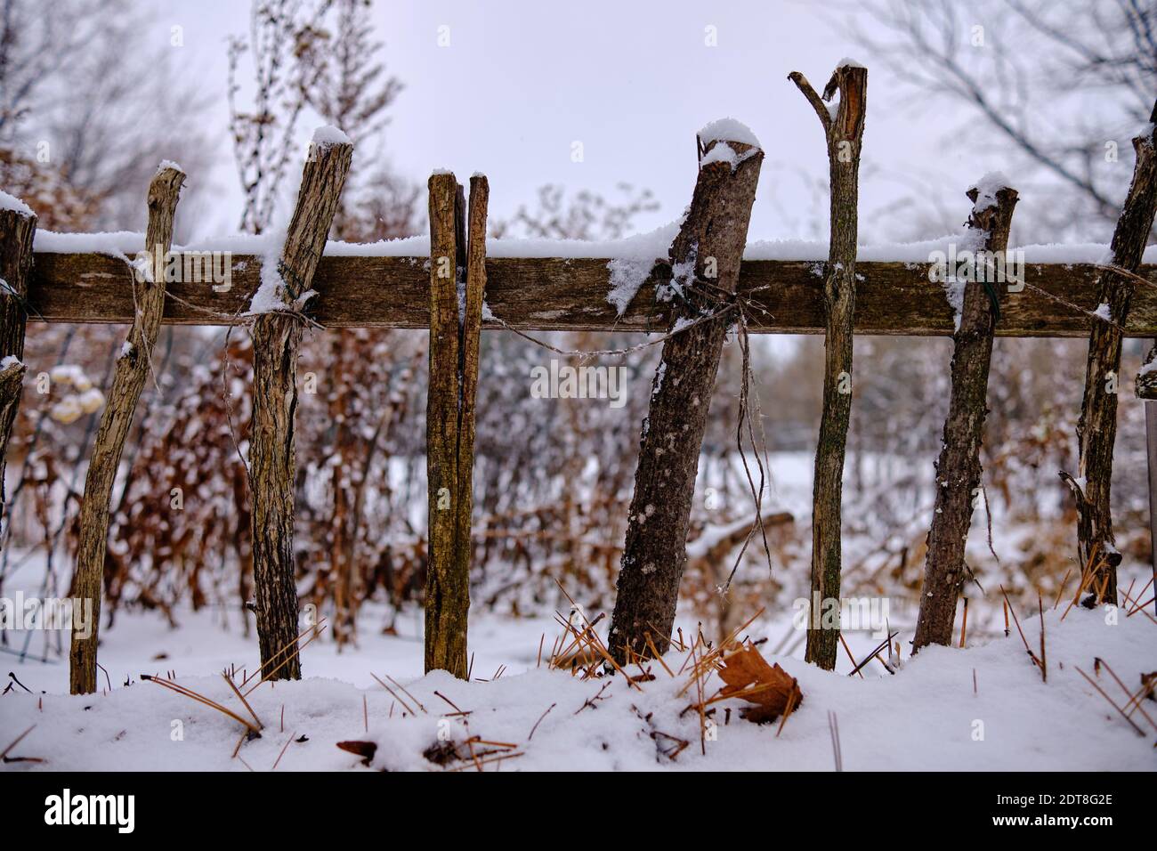 Primo piano di recinzione scenario invernale fatto di bastone di legno rami che allineano il giardino nella neve Foto Stock