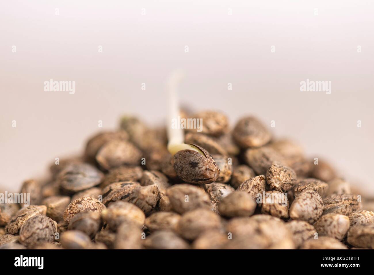 Macro dettaglio di semi di canapa di Cannabis pronti per la germinazione sfondo chiaro Foto Stock