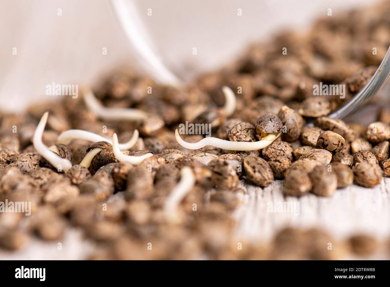 Macro dettaglio di semi di canapa di Cannabis pronti per la germinazione sfondo chiaro Foto Stock