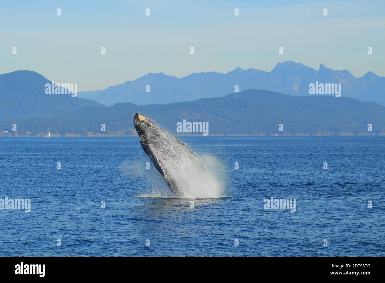 Humpback Whale violazione Foto Stock