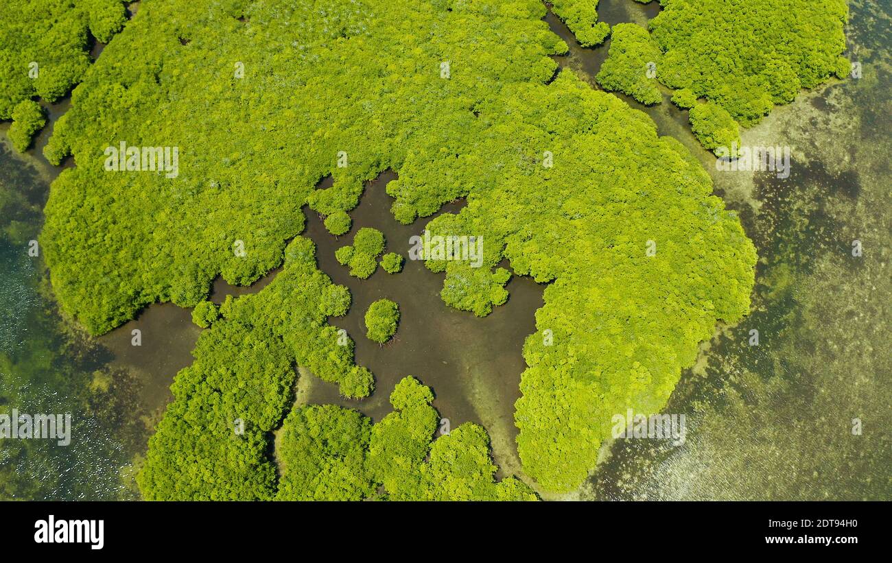 Mangrove Foreste verdi con i fiumi e i canali su un isola tropicale, antenna fuco. Paesaggio di mangrovie. Foto Stock