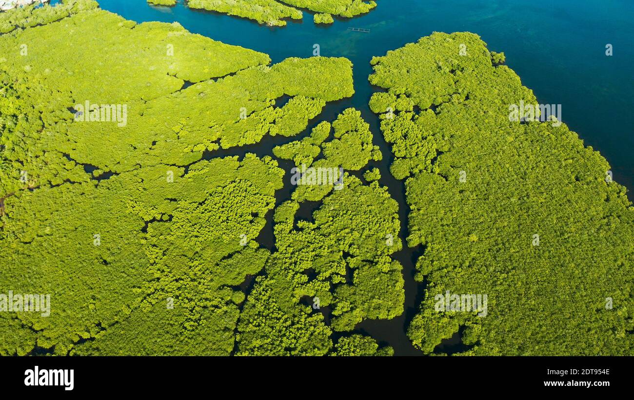 Mangrove Foreste verdi con i fiumi e i canali su un isola tropicale, antenna fuco. Paesaggio di mangrovie. Foto Stock