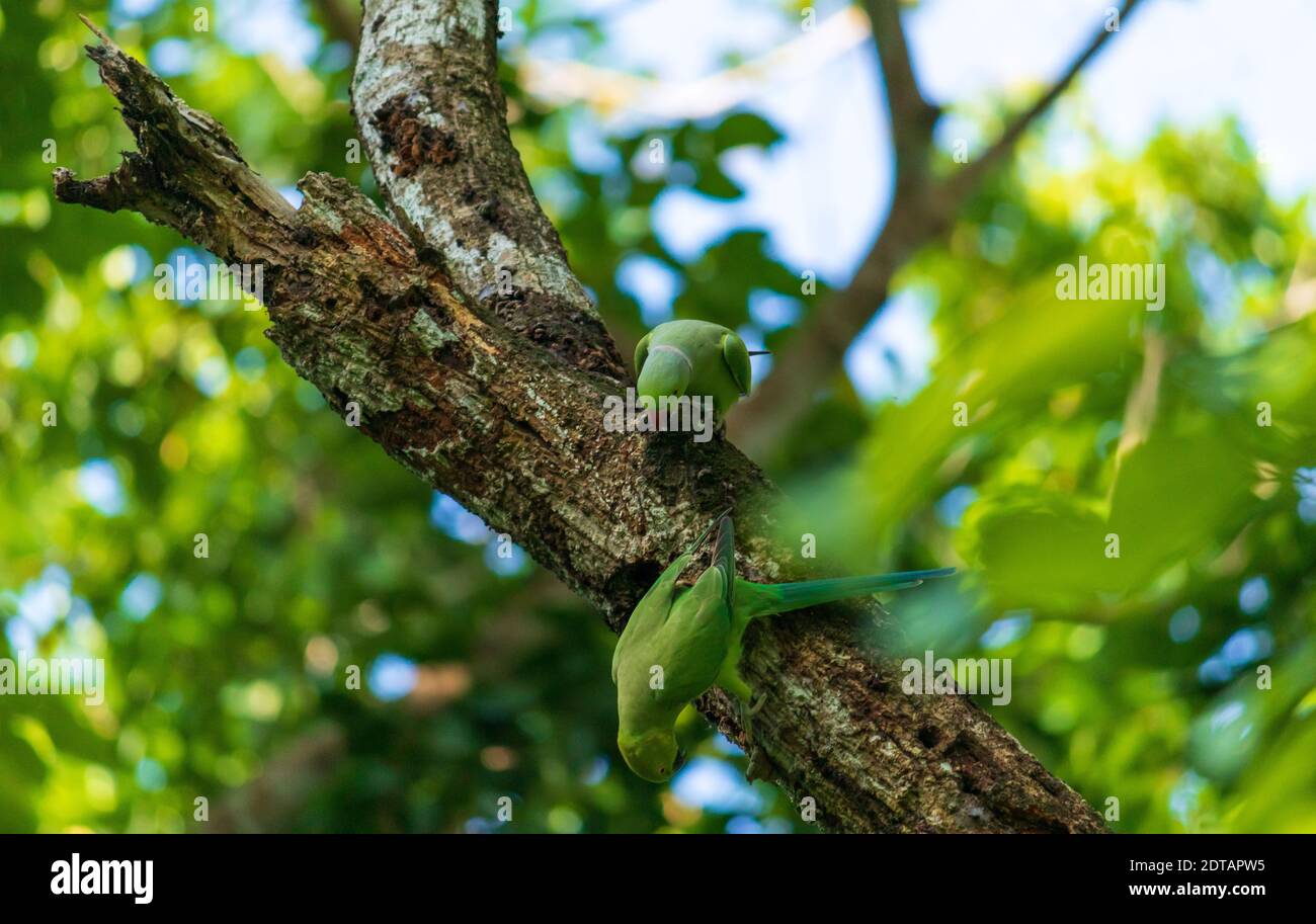 Coppia di pappagalli rossi in un vecchio ramo di albero morto, alla ricerca di un luogo adatto per creare un buco per il nido. Foto Stock