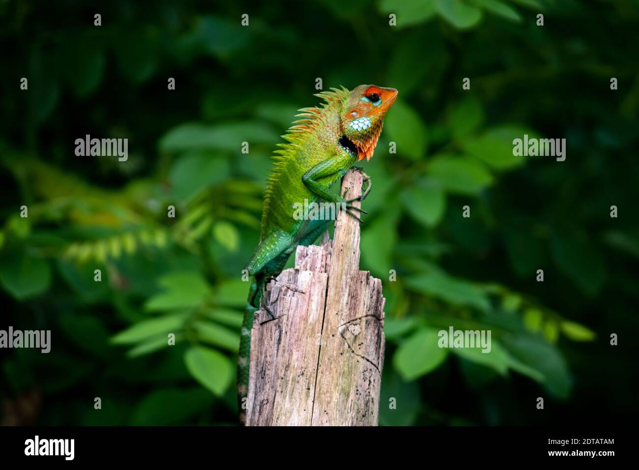 Verde e una lucertola da giardino arancione dai colori vivaci su un palo di legno che guarda così bella e orgogliosa. Foto Stock