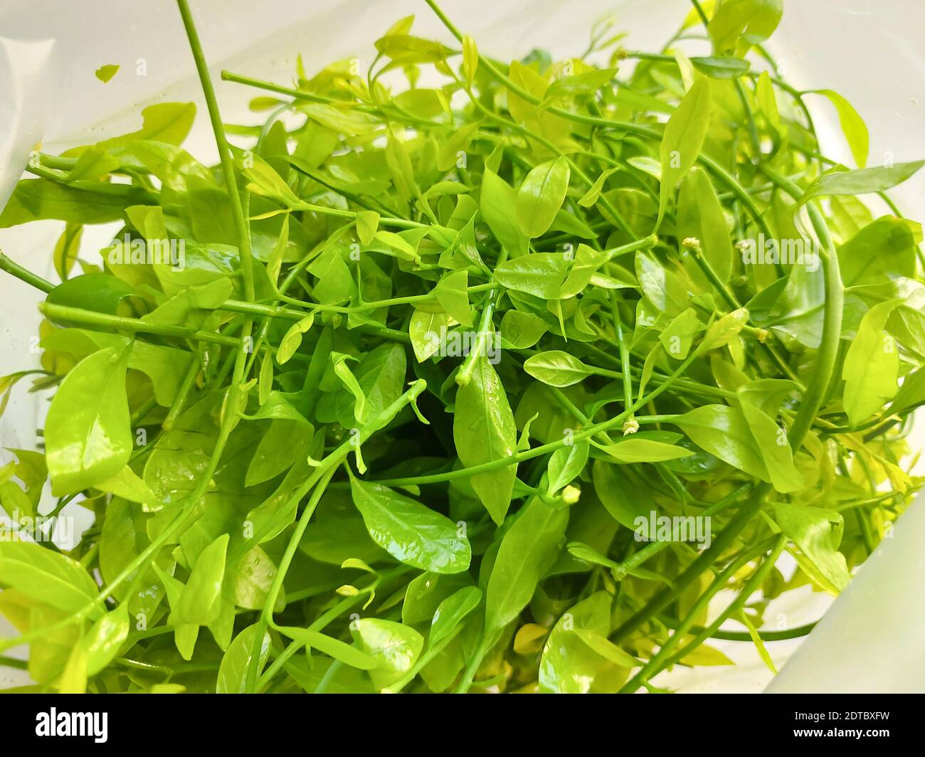 Pak-wan Tree, Melientha suavis Pierre fresh green vegetables local in thailand Foto Stock
