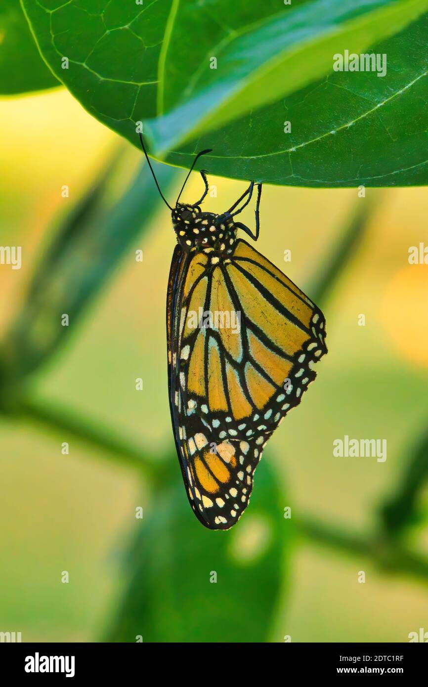 Bellissimo monarca arancione brillante attaccato ad una foglia verde brillante, appeso capovolto. Foto Stock