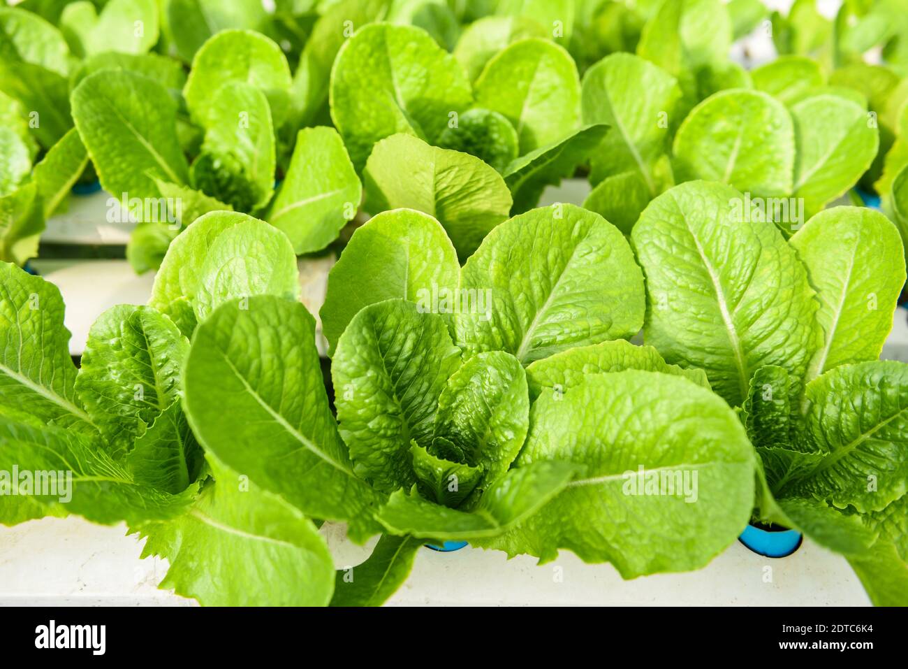 Lattuga hydroponic che cresce in giardino insalata di lattuga fattoria hydroponic organico per cibo di salute, verdura di serra su tubo di acqua con lattuga verde di cos Foto Stock