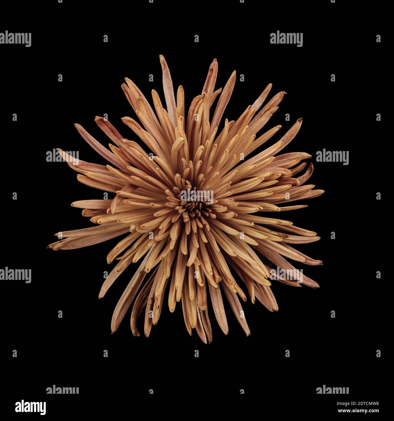 Studio di crisantemo color pesca Foto Stock