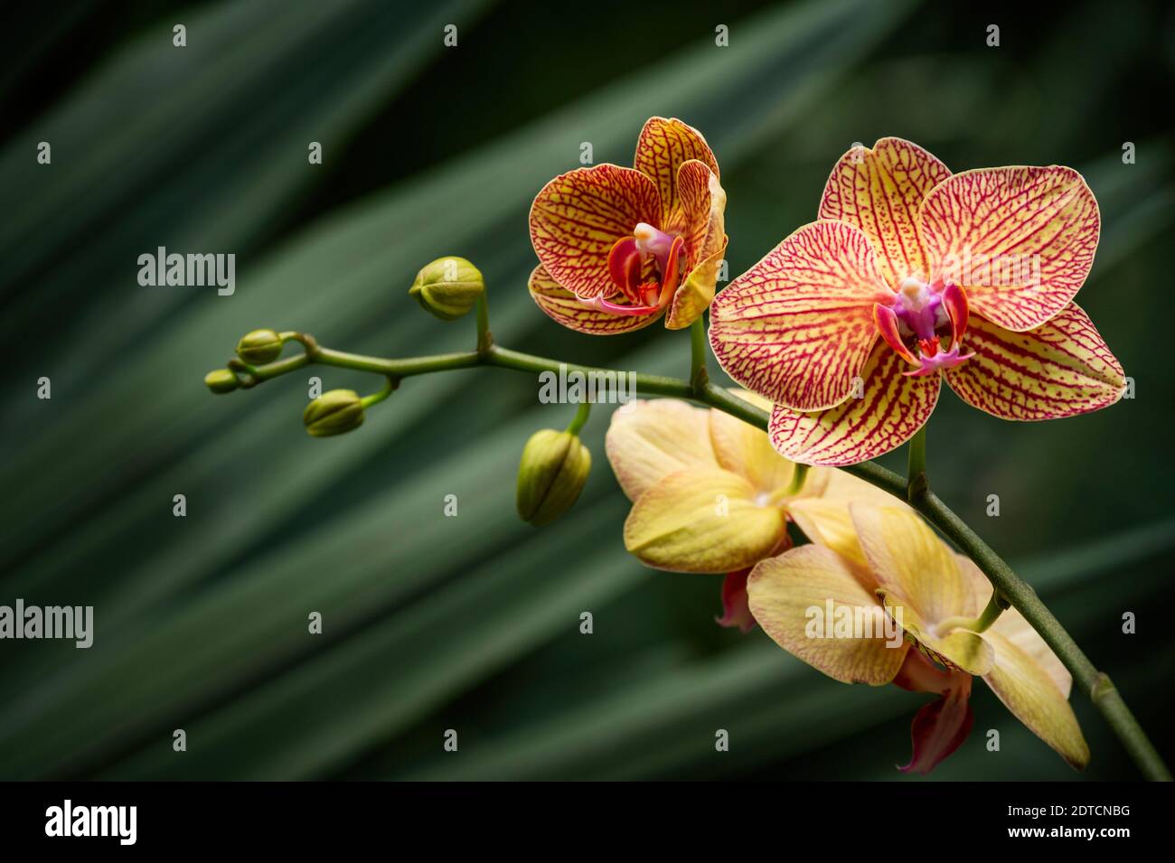 Orchidea gialla e arancione contro foglie tropicali verdi Foto Stock