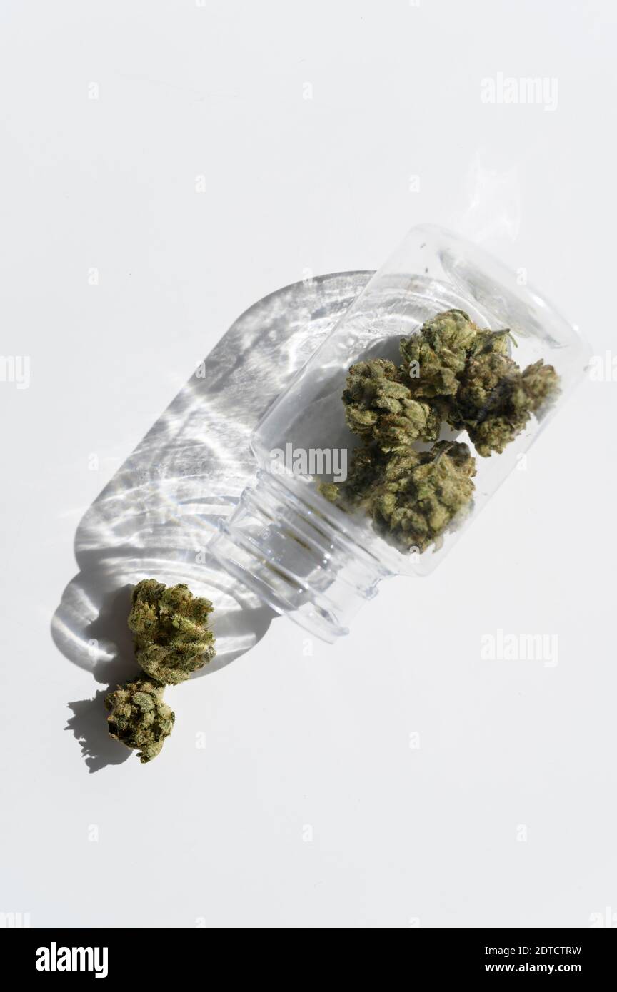 Studio di germogli di cannabis in vaso Foto Stock