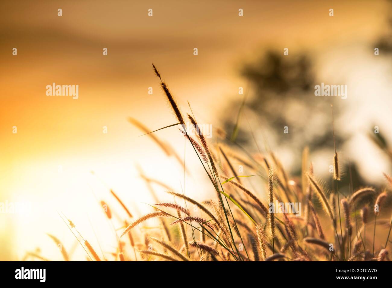 grass flower foggy landscape forest morning beautiful sunrise mist with plant Foto Stock
