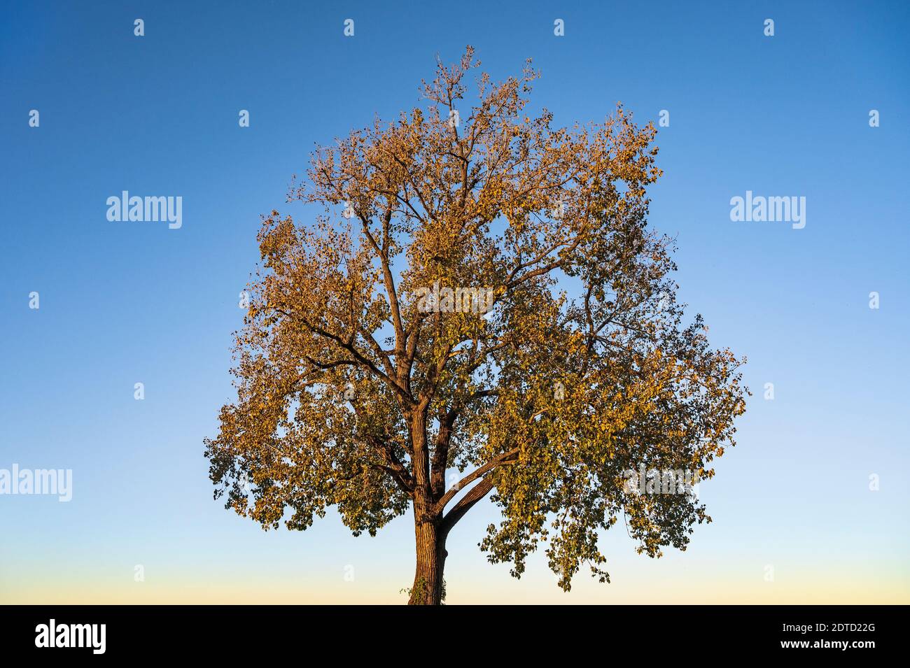 ALBERO CAMBIA COLORE, IN AUTUNNO, LITTLE ROCK, AR, USA Foto Stock