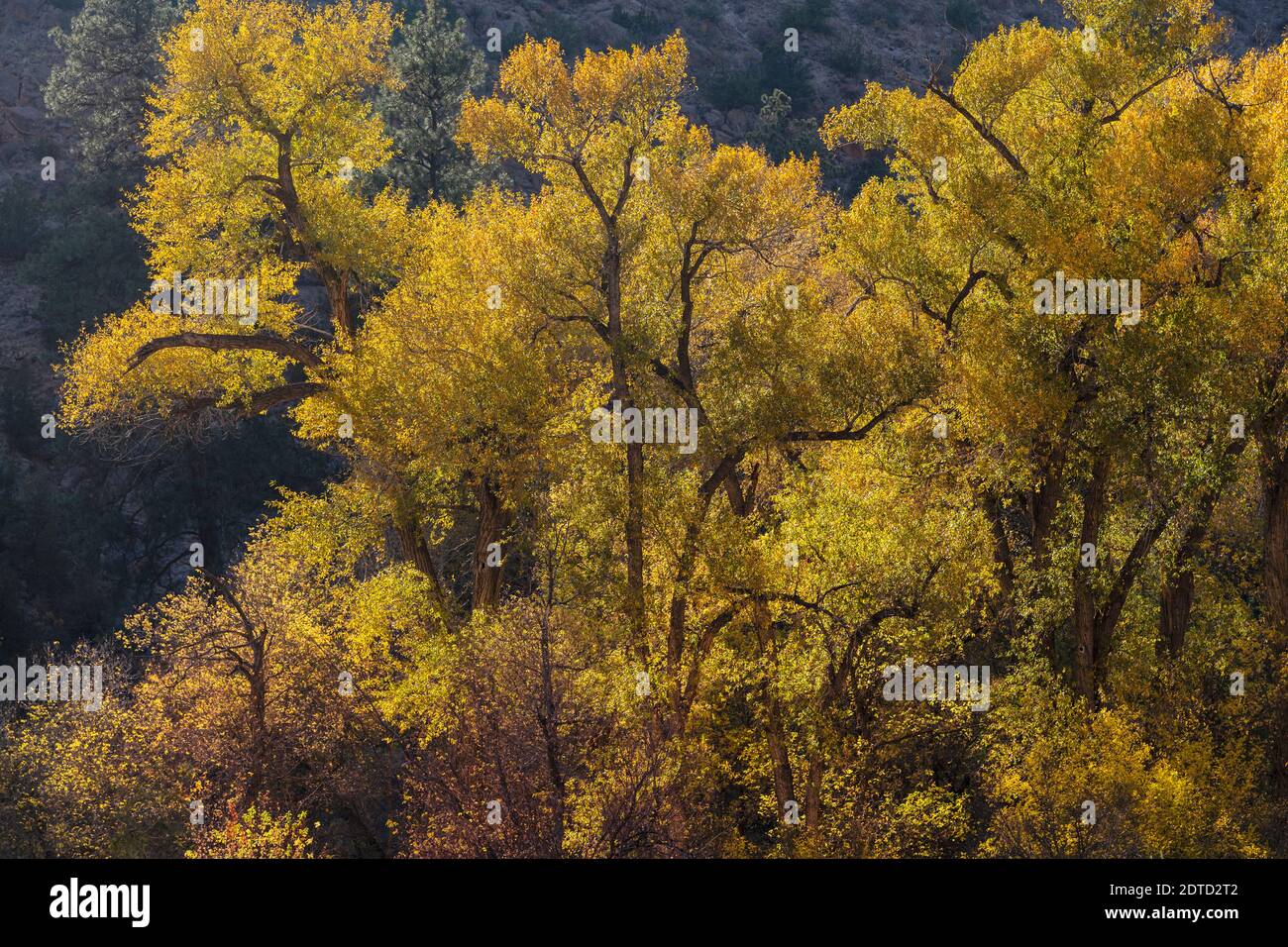 ALBERI DI COTTONWOOD RETROILLUMINATI IN AUTUNNO, MONUMENTO NAZIONALE BANDELIER, LOA ALAMOS, NM USA Foto Stock