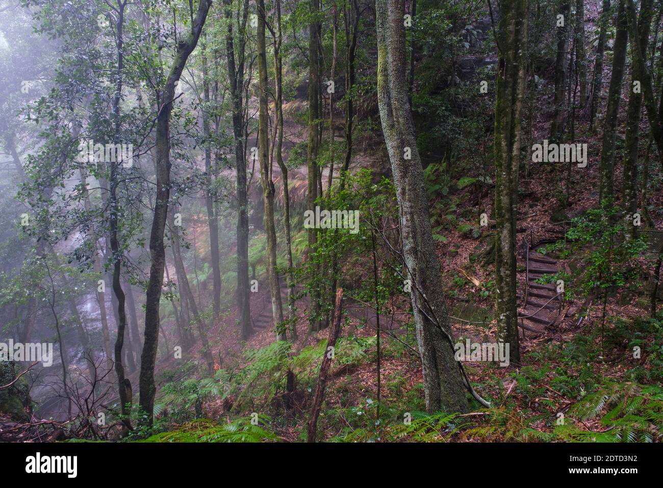 Australia, New South Whales, Katoomba, Misty foresta pluviale nel Blue Mountains National Park Foto Stock