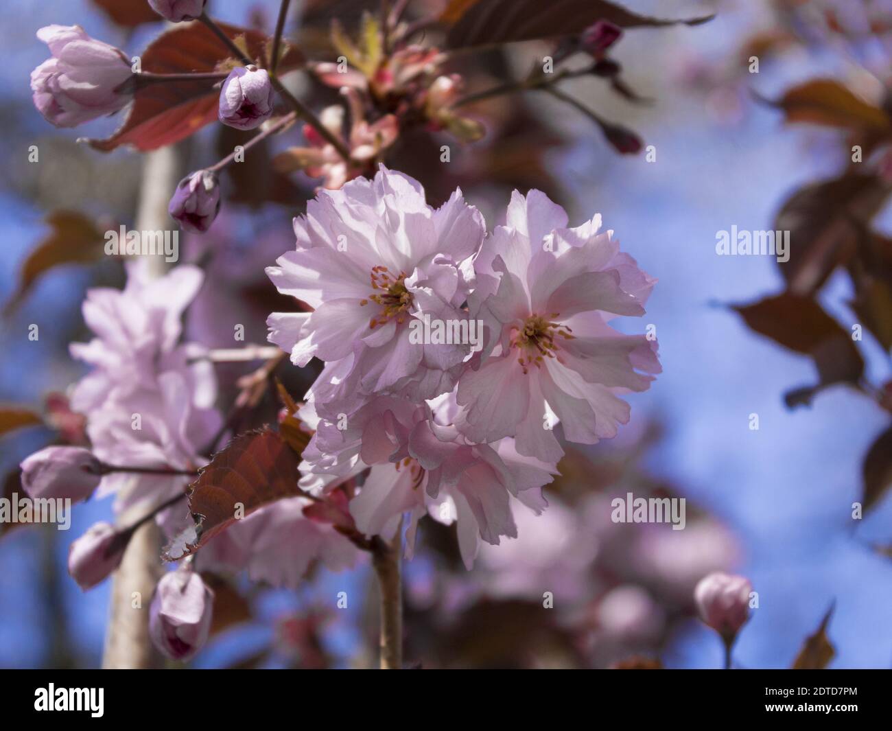 Macro foto di fiori rosa su un ramo di alberi da frutto durante la fioritura primaverile. Come uno spazio vuoto per stampe, poster, sfondi, interni, decorazioni, design... Foto Stock